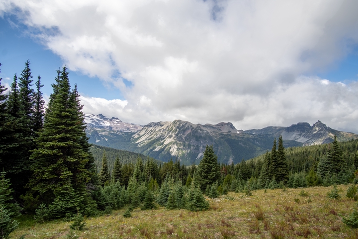 Tower / Pierce / 2024